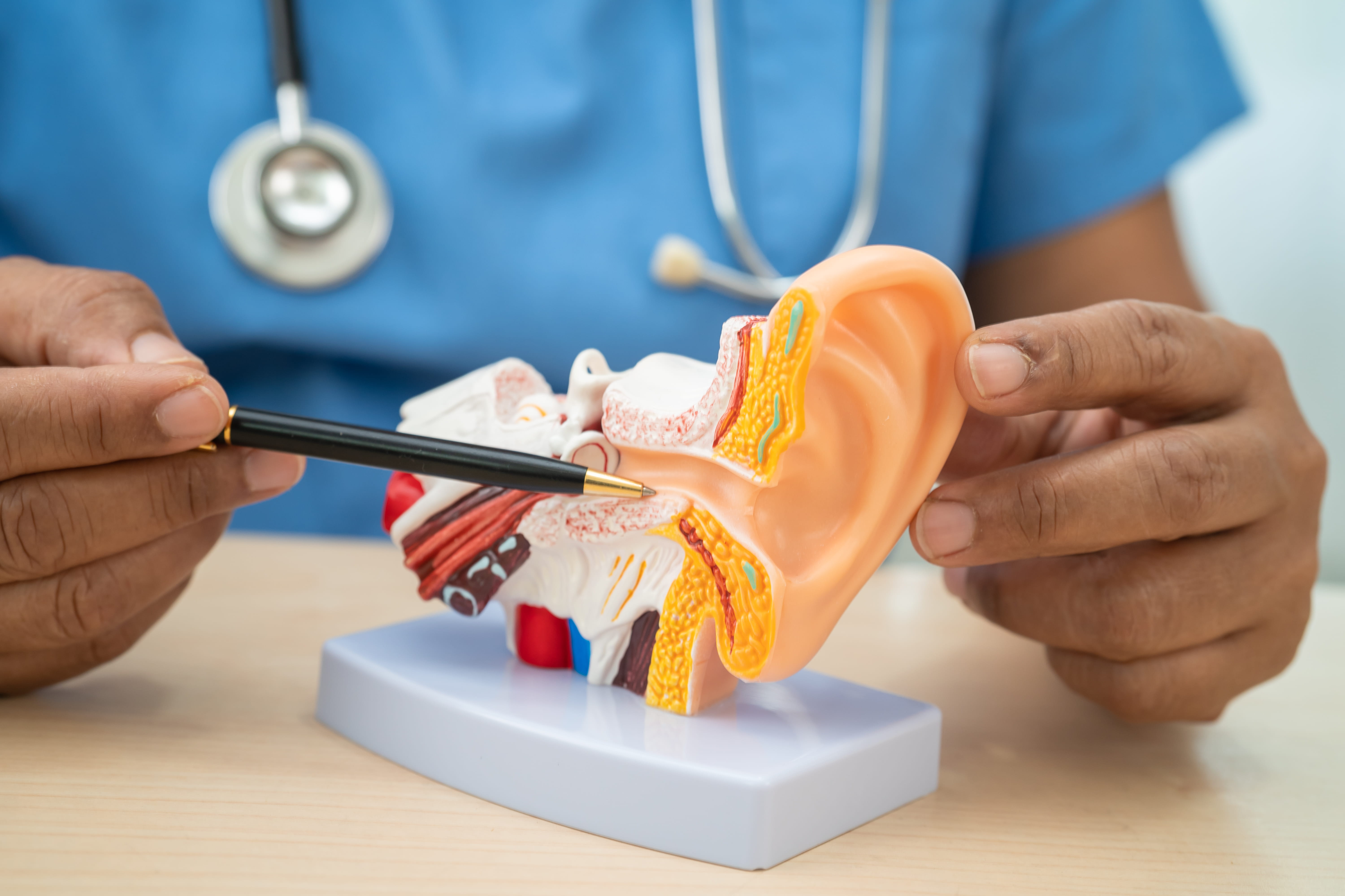 doctor ear model magnifying glass ent diagnosis
